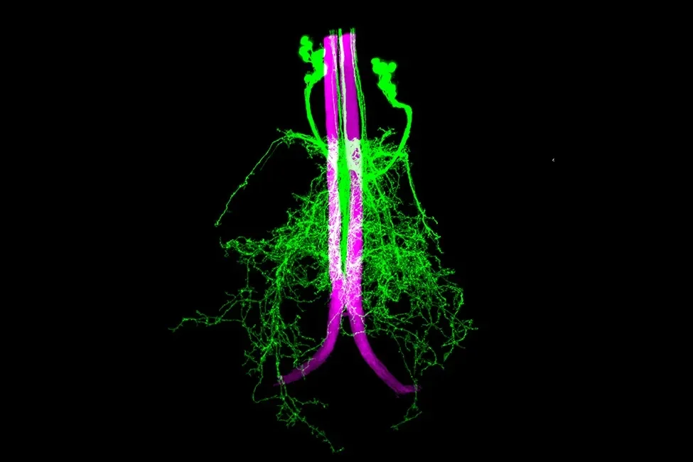 How flies dodge so fast: Brain map reveals rare synapses behind split-second escapes - 1