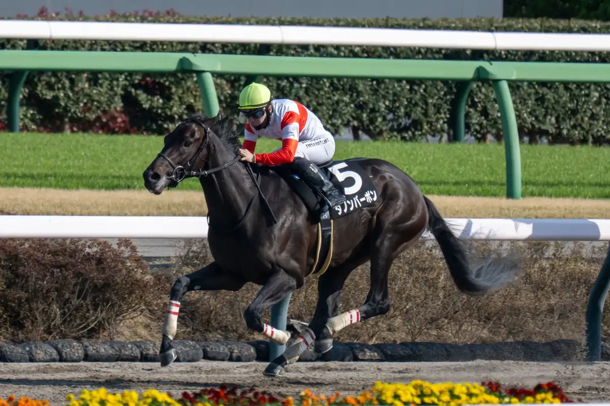 Meet the Kentucky Derby horses who ran in the 2026 race - 2