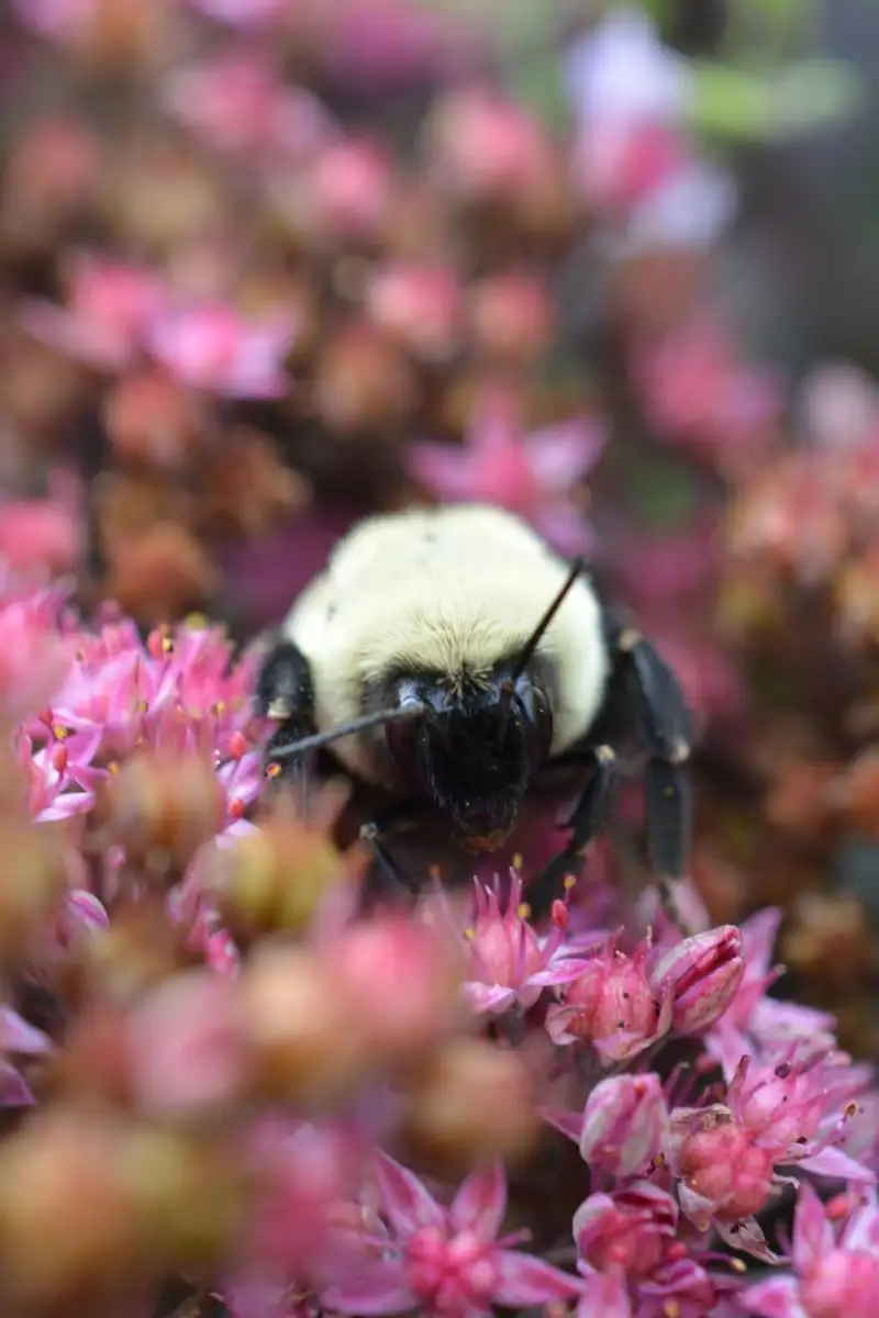 Queen bees survive winter flooding by breathing underwater - 3