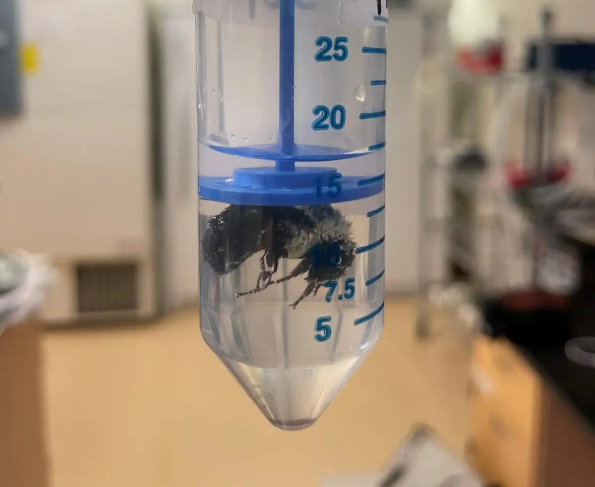 Queen bees survive winter flooding by breathing underwater - 2