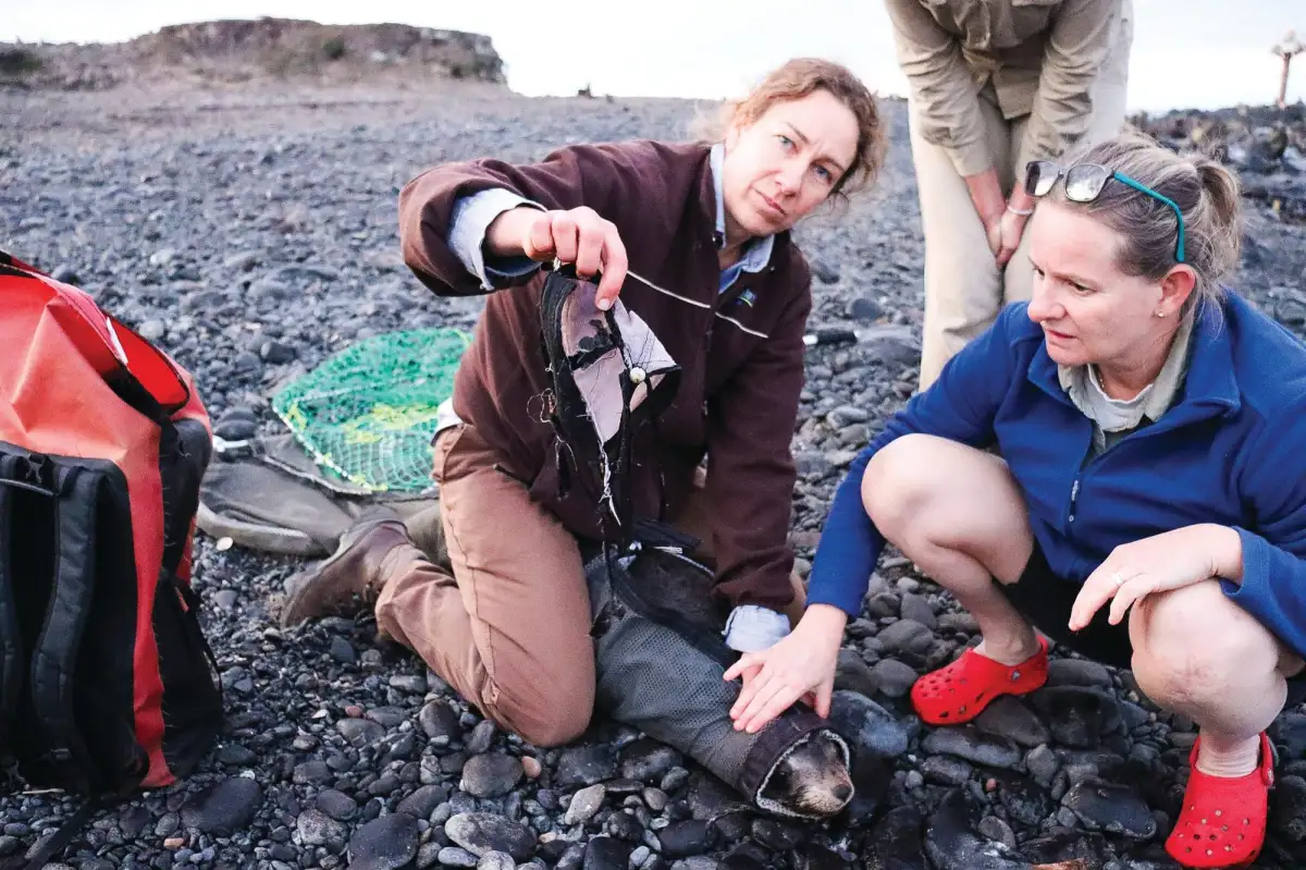 Thermal drones boost detection of entangled seals - 3