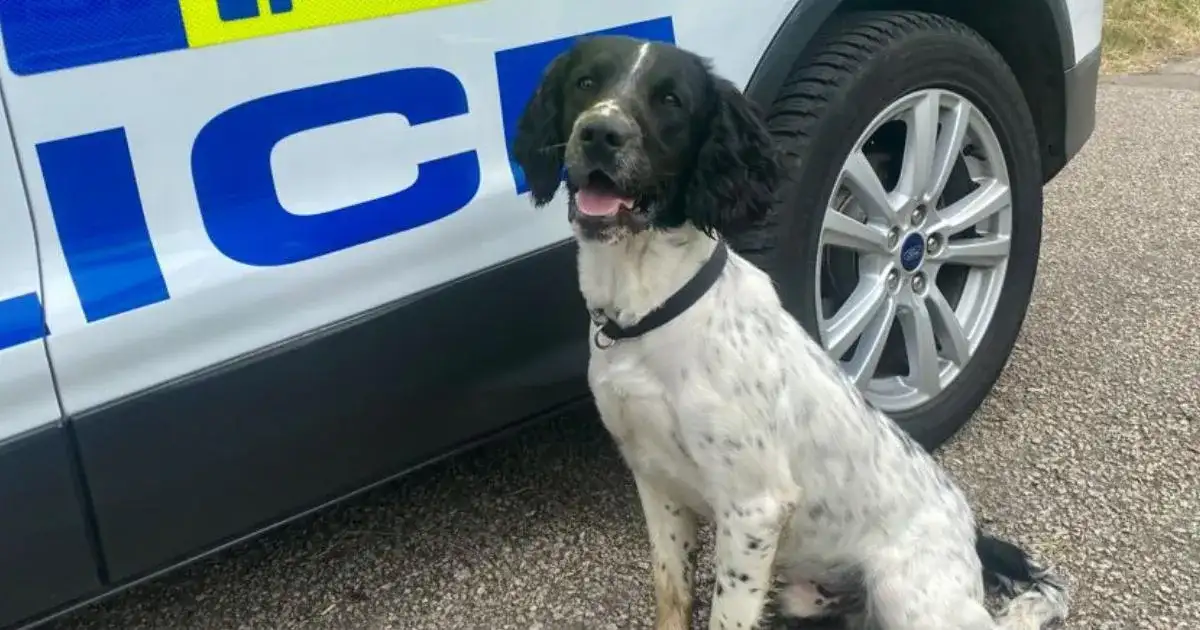 Missing police drug detection dog found after search - 1