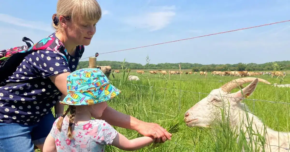 Health officials are reminding families to be careful when visiting farms this half-term. It's important to wash hands well after touching animals to avoid getting sick from germs like E. coli.