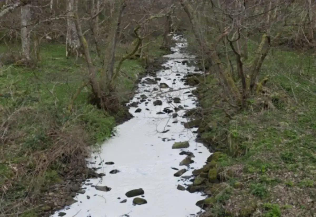 Fish, eels and birds killed in river pollution incident - 2