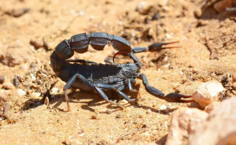 Field observations and computer modeling help predict the world's deadly scorpion hotspots - 1