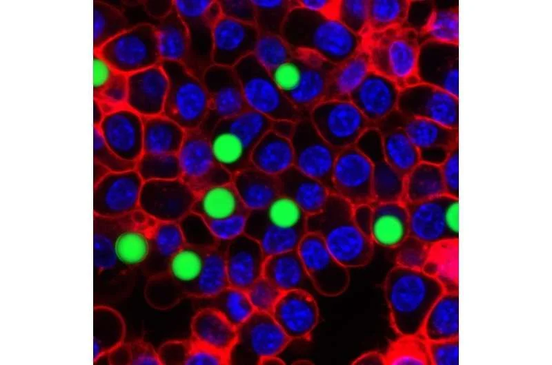 Tiny flexible lasers enable force sensing inside living cells - 2