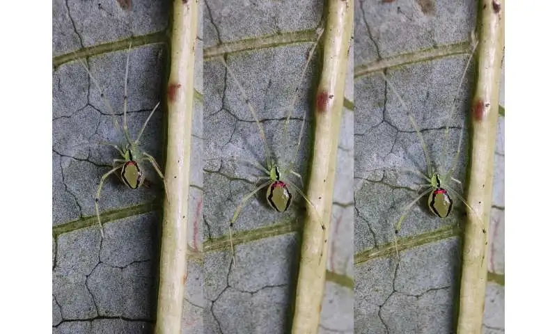 New 'Happy-Face' spider species discovered in the Indian Himalayas - 4