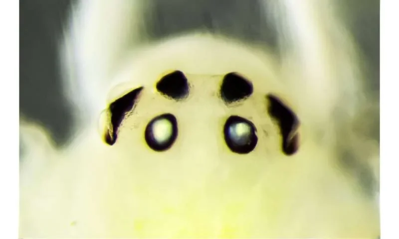 New 'Happy-Face' spider species discovered in the Indian Himalayas - 3