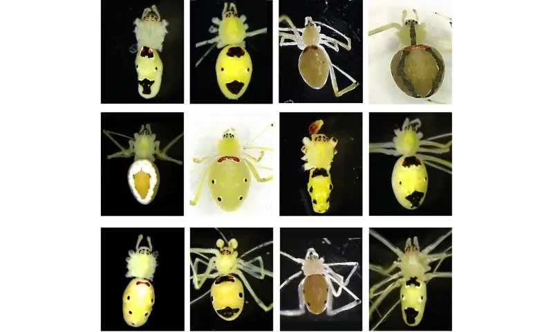 New 'Happy-Face' spider species discovered in the Indian Himalayas - 2