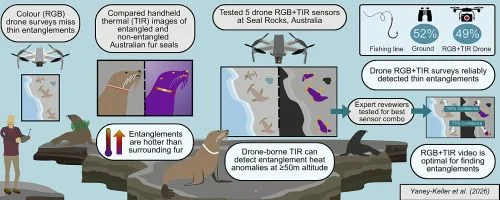 Thermal drones boost detection of entangled seals - 1