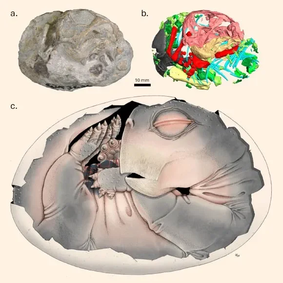 Embryo fossil found in South Africa is world's oldest proof that mammal ancestors laid eggs - 2