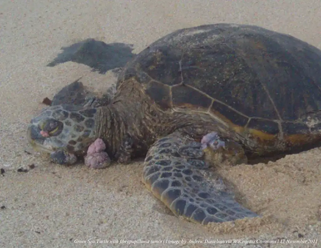 Hawaiian green sea turtles emerge as reef defenders against invasive algae - 3