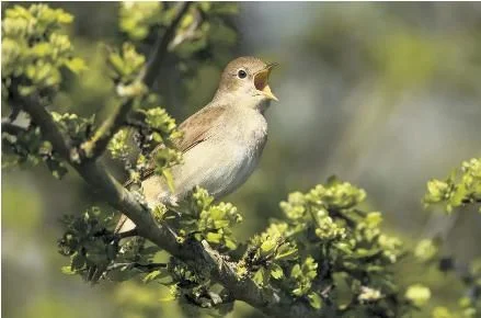 Rockets outlast Lakers to push series to Game 6 - 3
