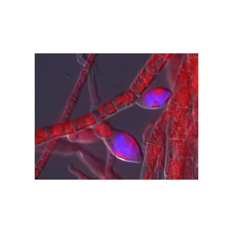 How hidden viruses wake up inside seaweed and pass on to future generations - 1