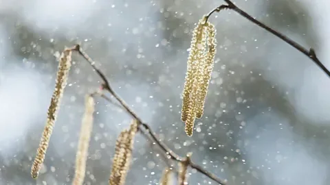 Climate change extends hay fever season by weeks bringing more misery for sufferers - 4