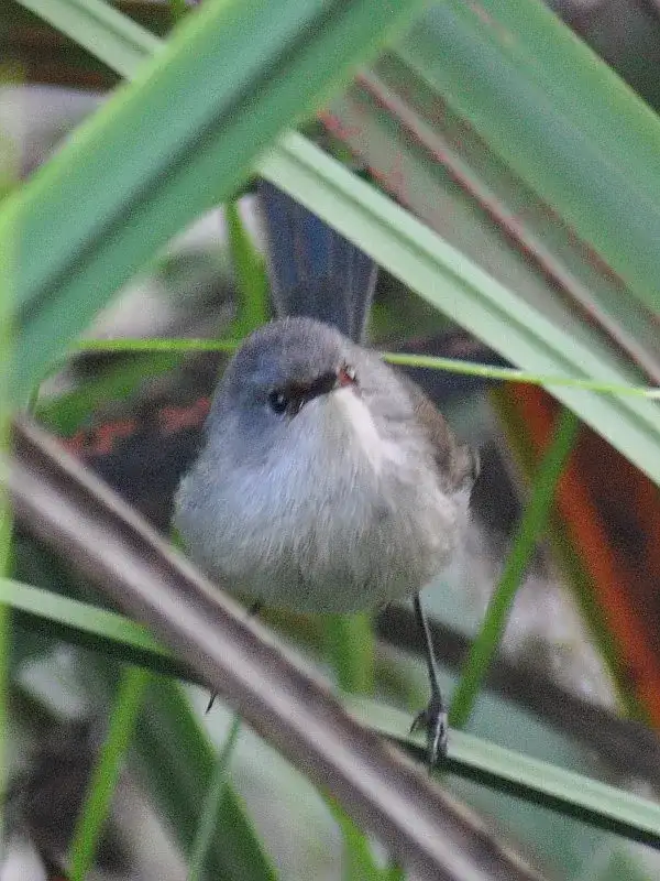The radical world of red-winged fairy wrens - 1