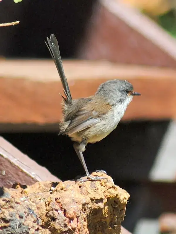 The radical world of red-winged fairy wrens - 2