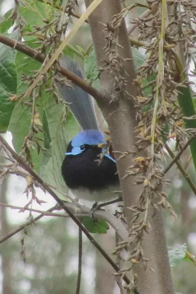 The radical world of red-winged fairy wrens - 4