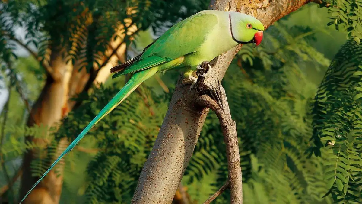58 bird species documented during Campus Bird Count 2026 at Yenepoya university in Mangaluru - 2
