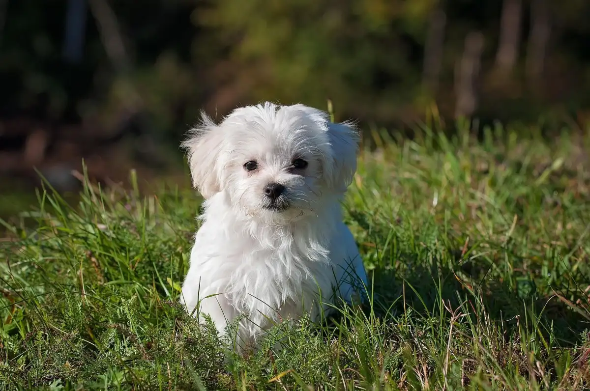 Dubai Influencers, Expats Abandon Pets; Euthanisation Requests Flood After Iran Attacks UAE - 1