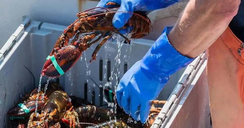 Consumers willing to pay more for lobster harvested with ropeless technology, study finds - 1