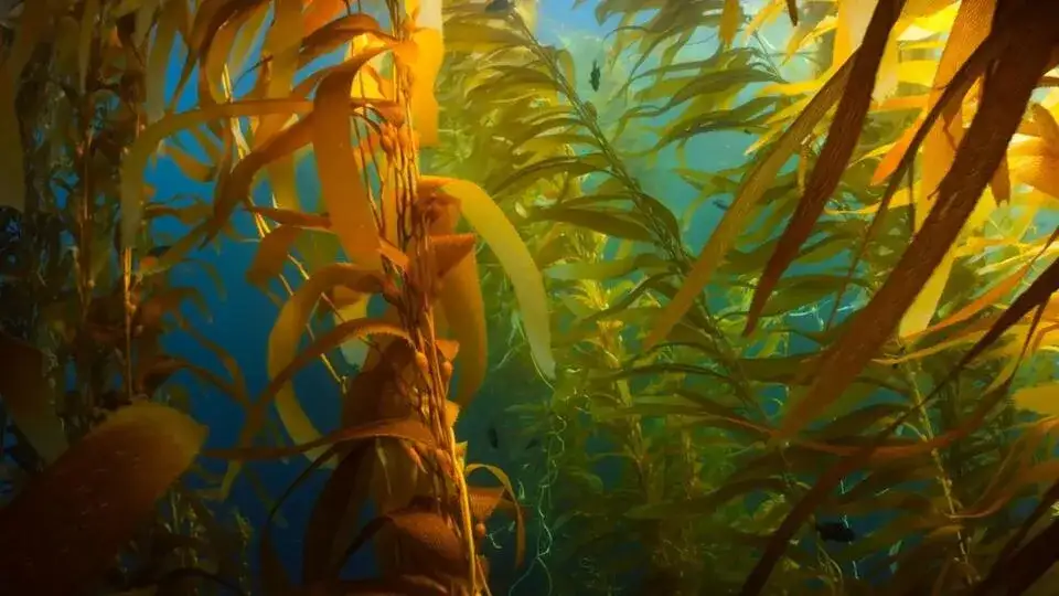How hidden viruses wake up inside seaweed and pass on to future generations - 3