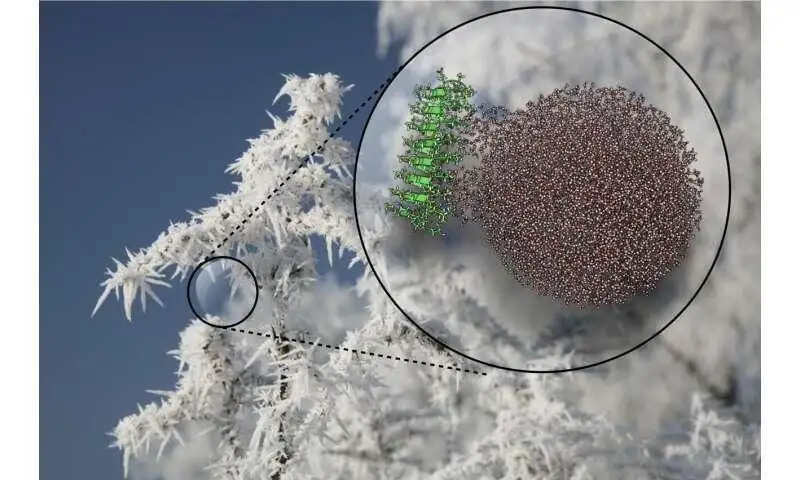 Proteins that create ice inspire 'cool' applications, from cryomedicine to artificial snow - 2