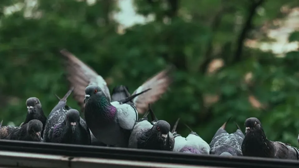 Urban life makes animals bolder, more aggressive across 133 species, analysis finds - 1