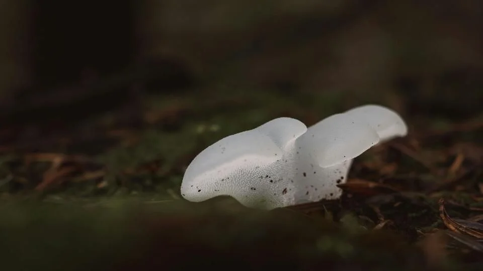 Glowing fungi expose final enzyme that could make bioluminescent tools more efficient - 1