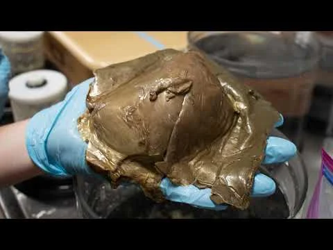 NOAA 'Golden Orb' Identified as Part of the Base of a Giant Sea Anemone—But the Missing Creature Deepens the Mystery - 4