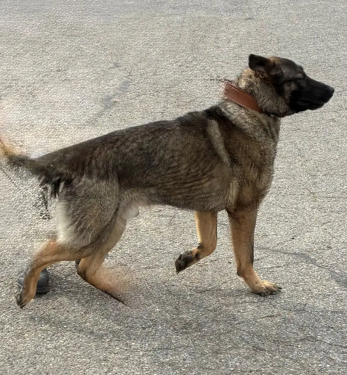 New K-9s on patrol in Dunwoody - 1
