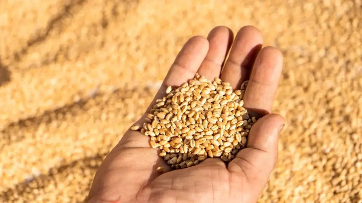 Government estimates record production of foodgrains, dip in soybean cultivation - 4