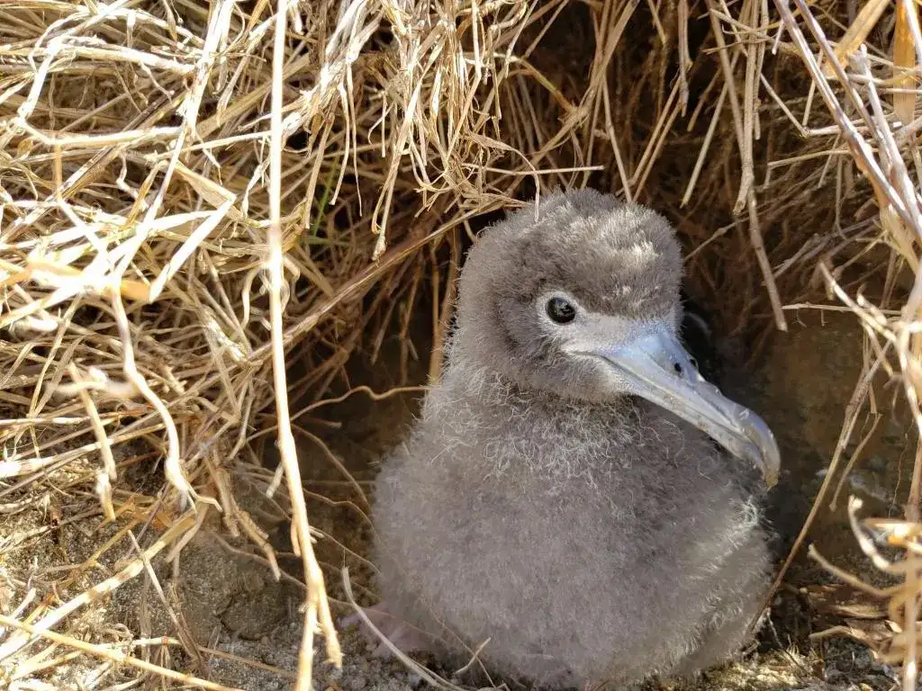 How a seabird native to Hawaii has adapted to life in Honolulu's concrete jungle - 1