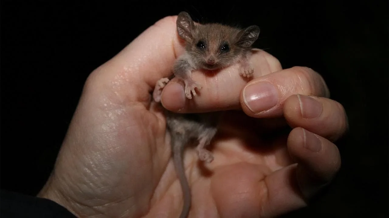 Could the world's smallest possum be living on the Yorke Peninsula? - 1