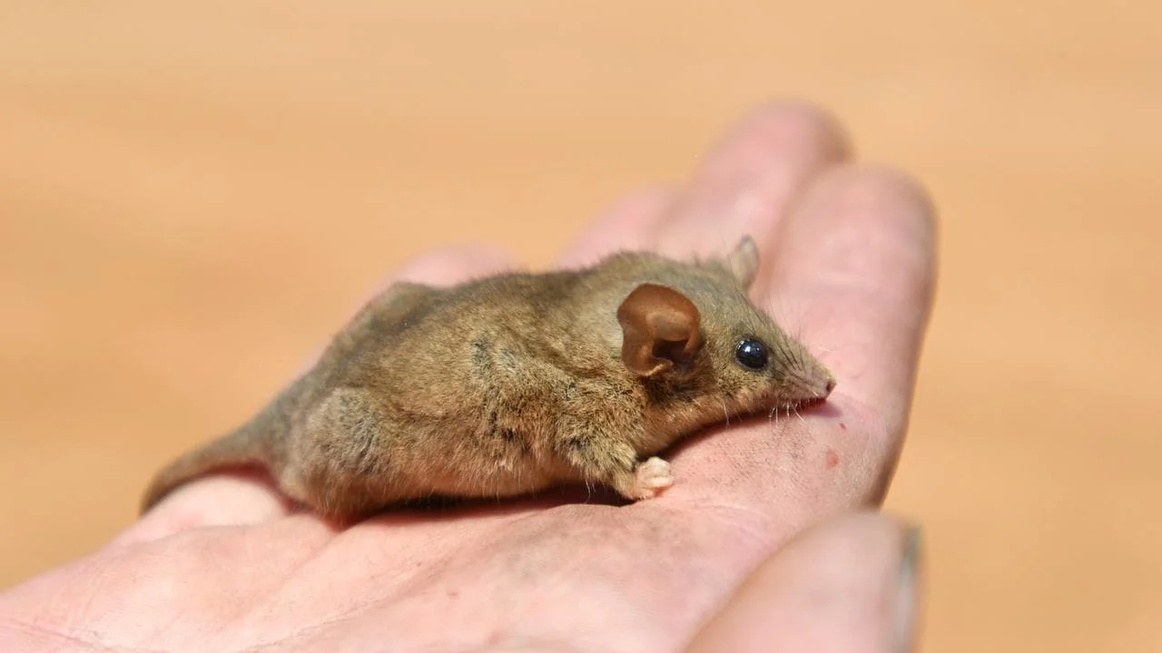 Could the world's smallest possum be living on the Yorke Peninsula? - 2