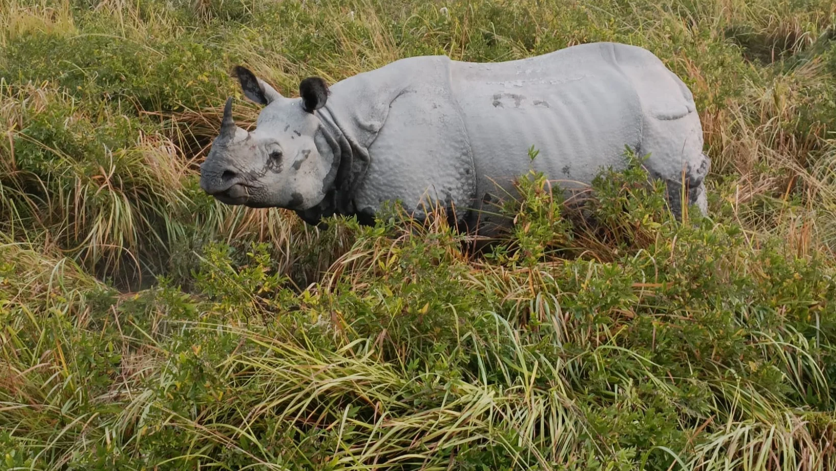 Guard killed in rhino attack at Kaziranga National Park and Tiger Reserve - 3