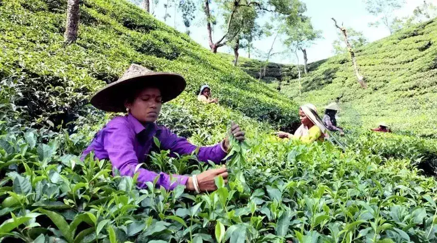 Tea workers’ wage hike notified in poll-bound Assam - 4
