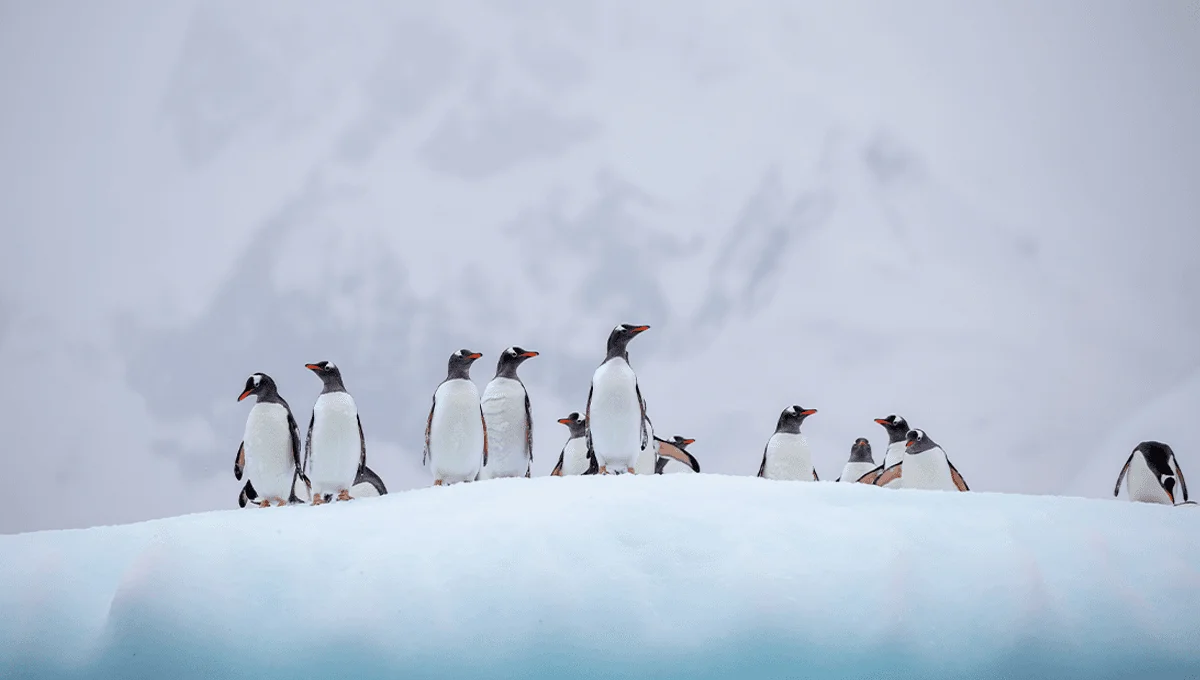 Gentoo penguins the first birds on Australian territory to contract H5N1 as bird flu spreads - 2