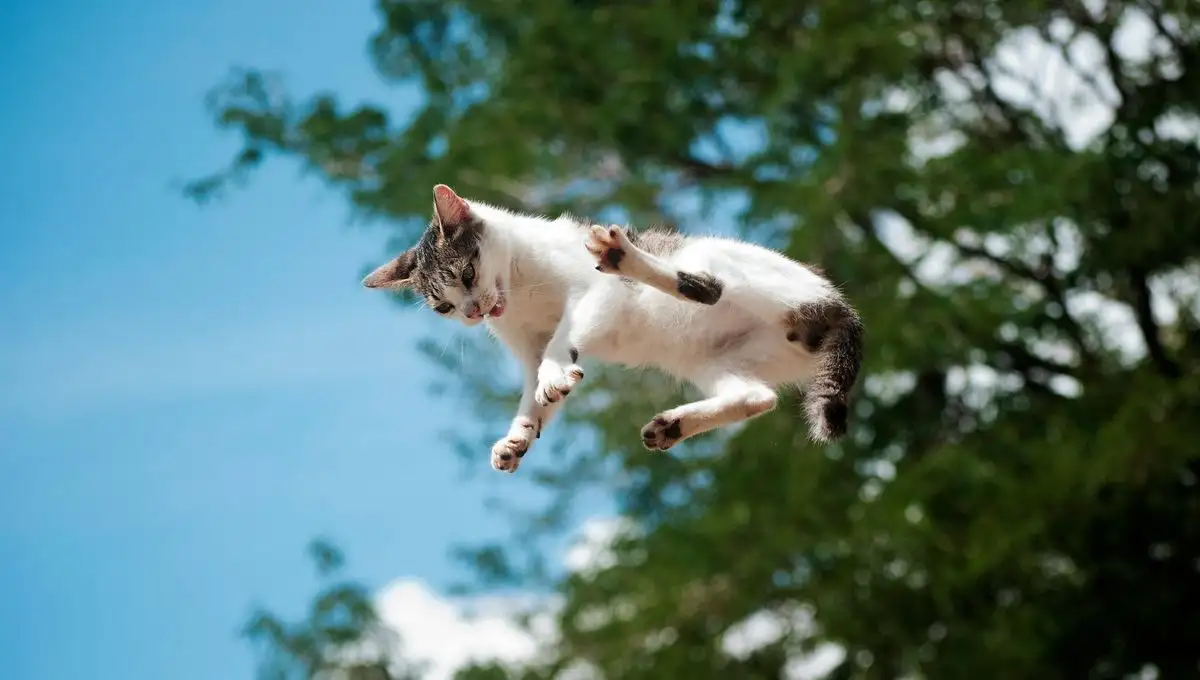 Why Falling Cats Always Seem to Land on Their Feet - 3