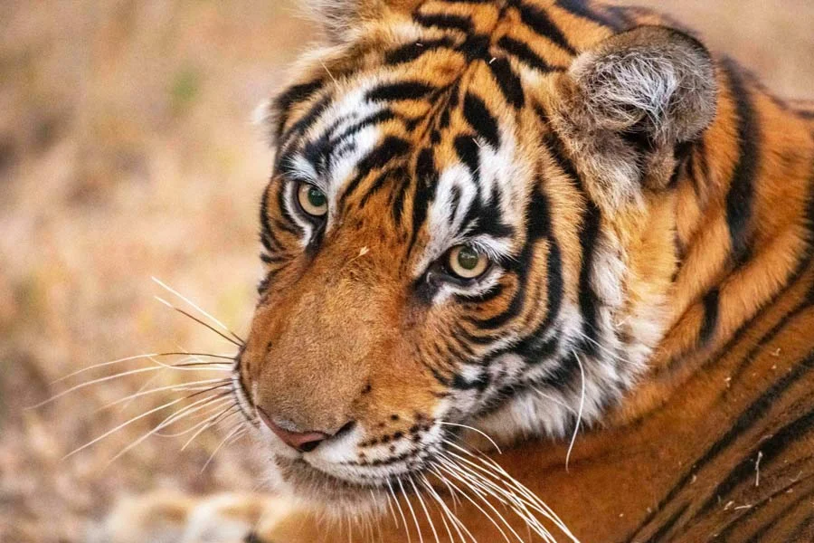 Tribals of Nagarahole call for continuing safari ban, condemn International Big Cat Alliance - 3