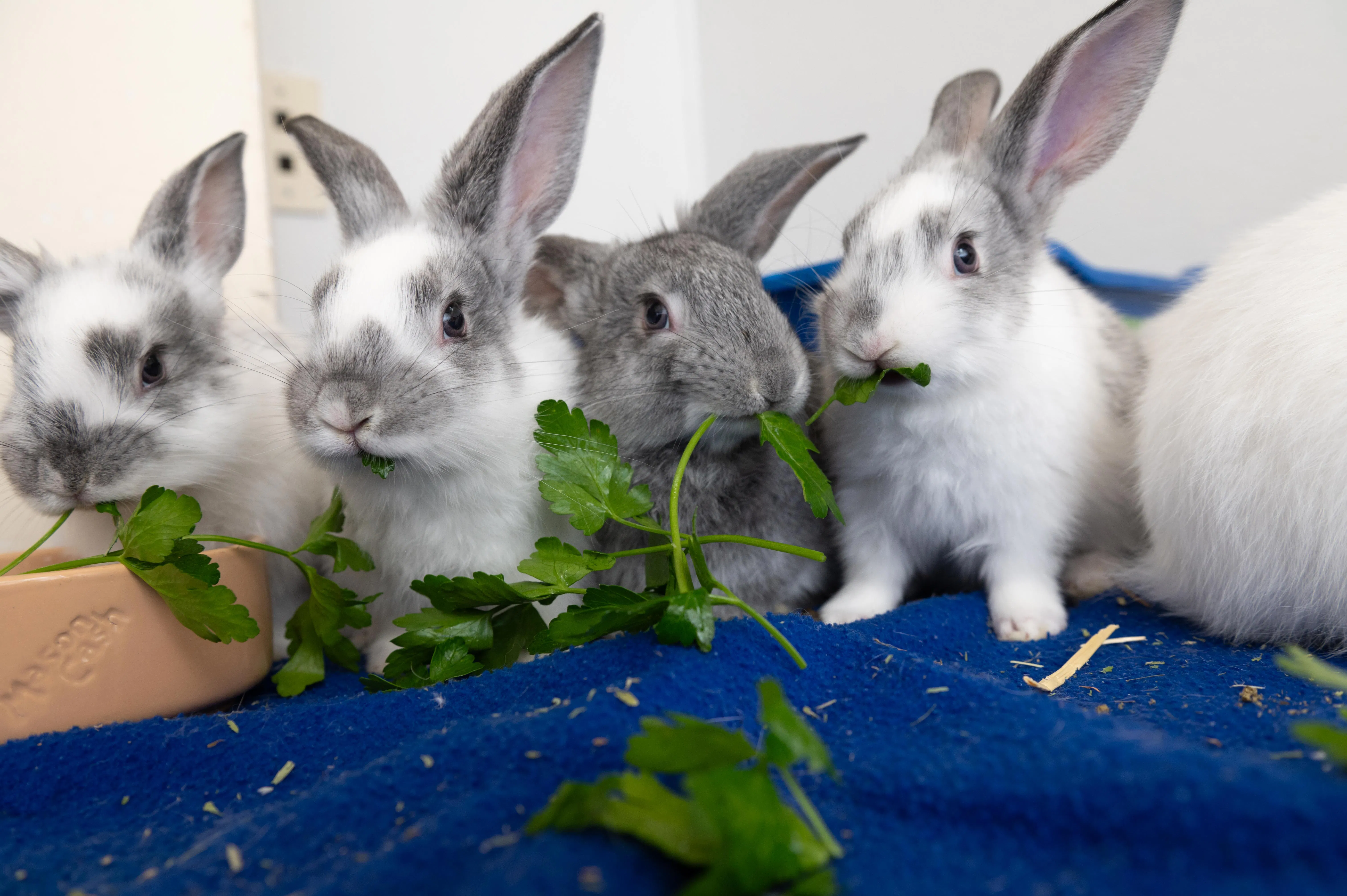 Meet 'Junior': The 21lb Easter bunny whose tiny playmate likes to snuggle under his giant ears... but owning a rabbit drastically increases YOUR risk of insomnia, studies find - 3