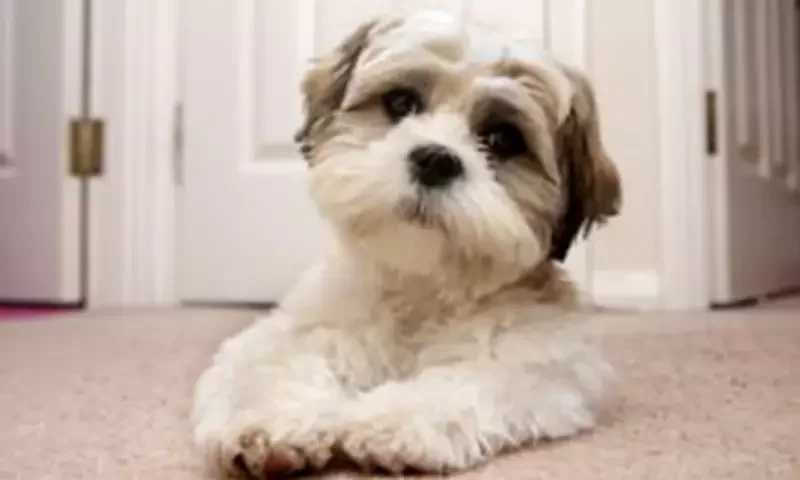 The truth about claims 67 dog breeds are being banned in UK - 1