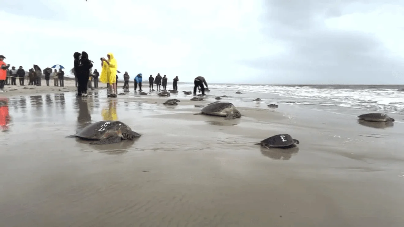 600 Florida green sea turtles stranded amid cold plunge - 1