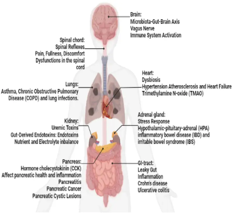 7 foods that improve gut health naturally - 4