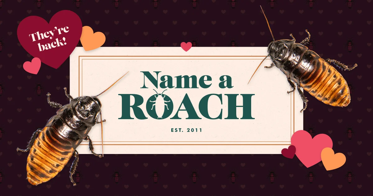 How to name a Madagascar hissing cockroach for Valentine’s Day at the Bronx Zoo - 1