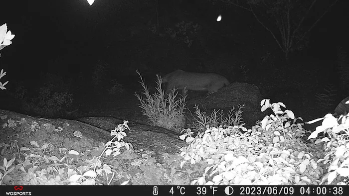 Can Mountain Lions Survive as Humans Close In? California Is Trying to Find a Way. - 2