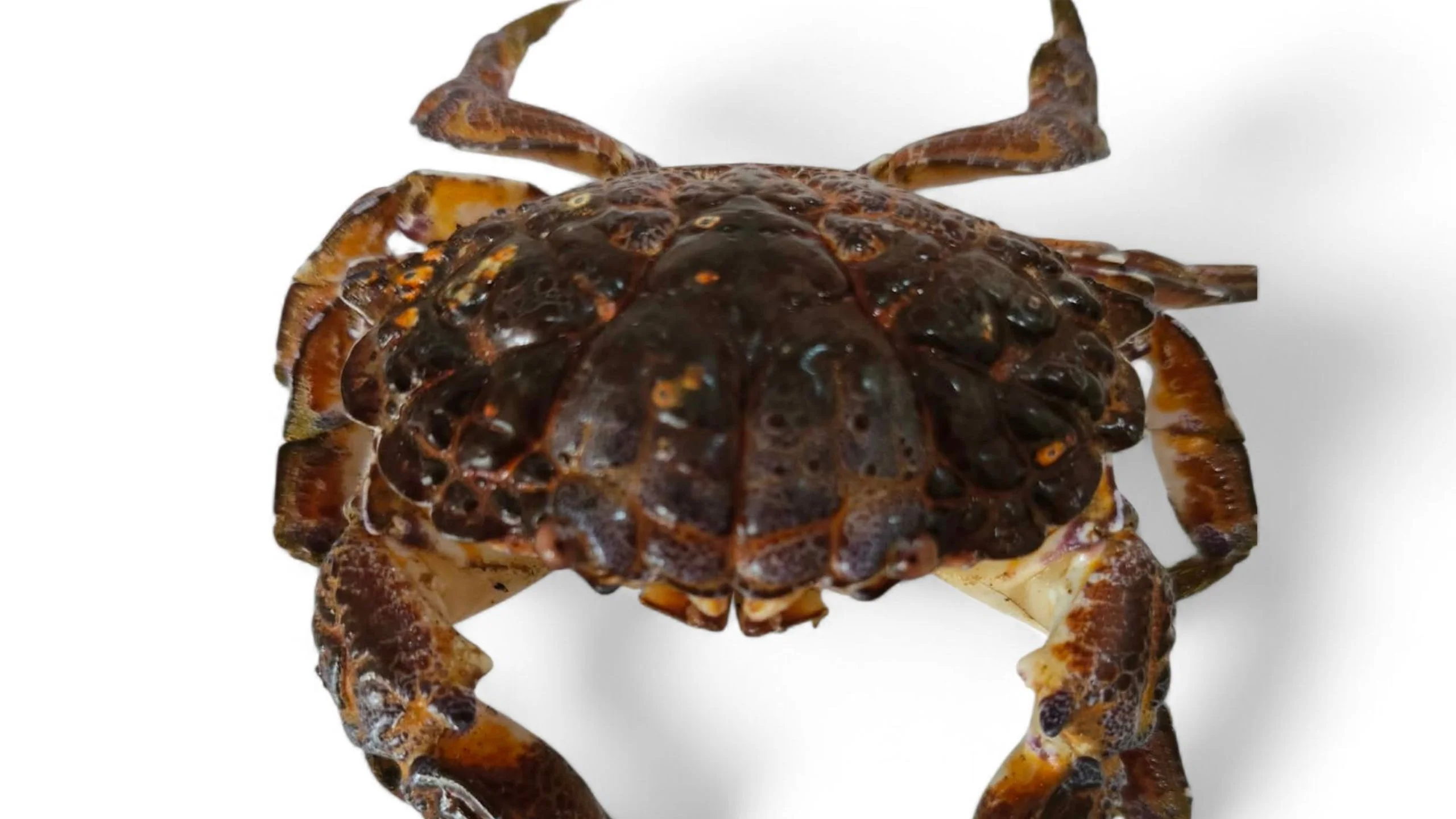 What Is Devil Crab? The Deadly Crustacean Linked to Food Vlogger Emma Amit's Death - 2