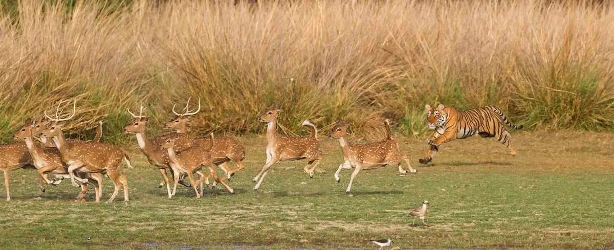 Dashing Dees take care of Tigers as lightning strikes twice in Ballarat practice match - 2