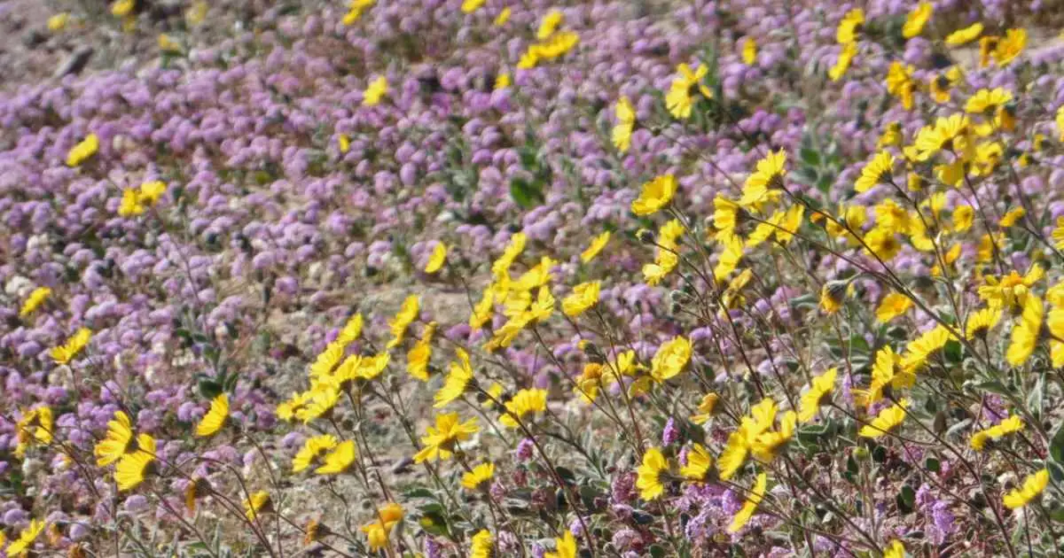 Death Valley sees most spectacular superbloom in decade... - 3