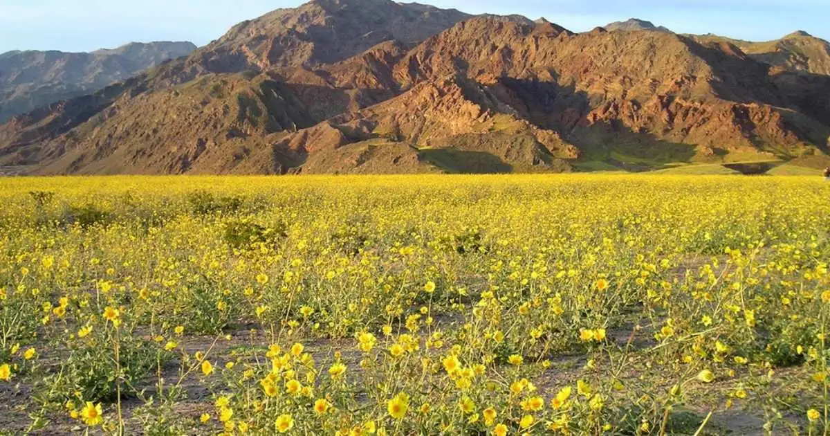 Death Valley sees most spectacular superbloom in decade... - 4